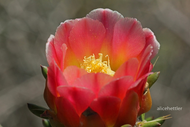 Kaktusfeige _Opuntia ficus-indica_ III.jpg